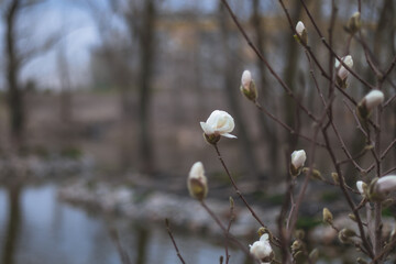 Beautiful white magnolias begin to bloom in spring