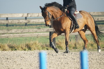 show jumping lesson in France with warmblood gelding