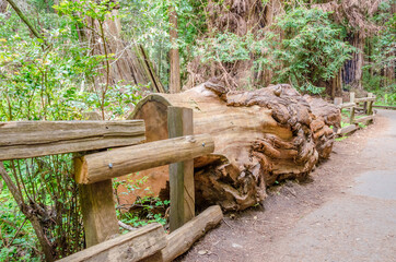 Fragment of Gum Tree Park in San Francisco Bay Area, USA.