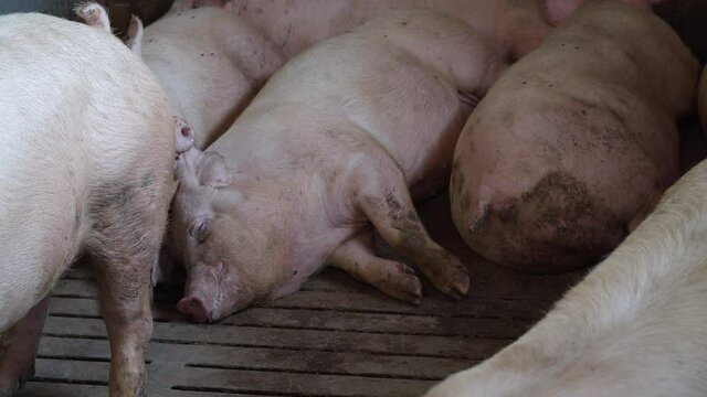 Pigs Rest  On The Farm