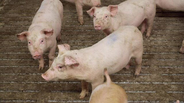 Pigs on livestock farm. Pig farming