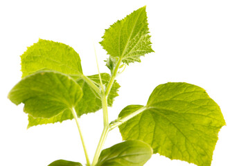 Green leaves of a cucumber plant isolated on a white