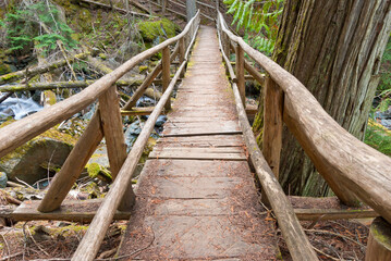 Wooden bridge in a forest