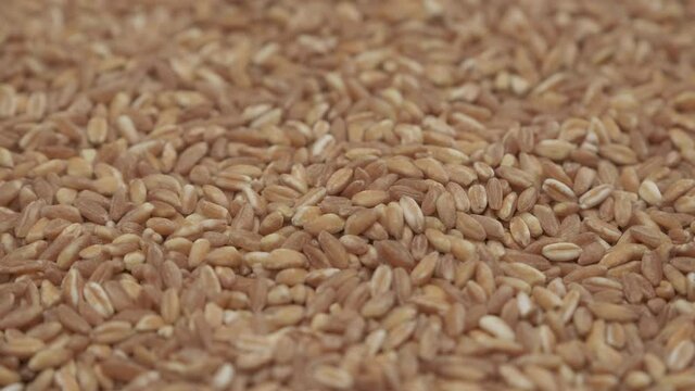 Wheat spelt grain,
organic agriculture. Whole grains, spelled. Mediterranean food, vegan vegetarian diet