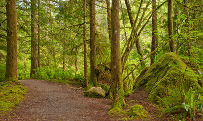 Fototapeta na wymiar Fragment of Lower Falls trail in Golden Ears park, Vancouver, Canada.