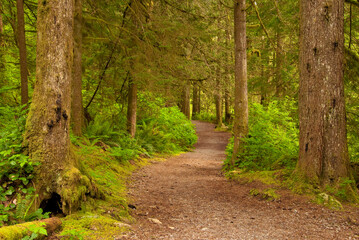 Fragment of Lower Falls trail in Golden Ears park, Vancouver, Canada.