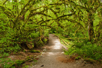 footpath in the forest