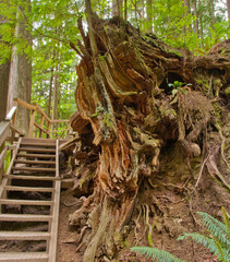 Stairs through huge roots on Baden-Powell Trail, North Vancouver, Canada.