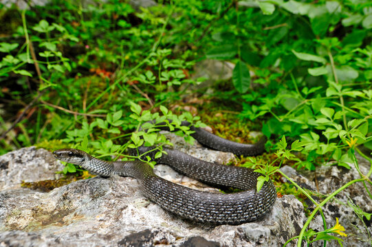 graue &Auml;skulapnatter // gray Aesculapian snake (Zamenis longissimus)