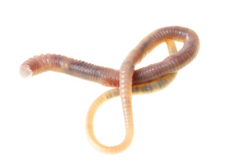 Obraz premium Earthworm on a white background.