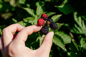 Picking berries or harvest. Blackberries on a branch close-up. Blackberry bush. Collecting berries....