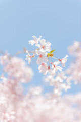 桜と青空