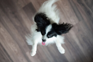 The papillon dog plays and jumps. Top view