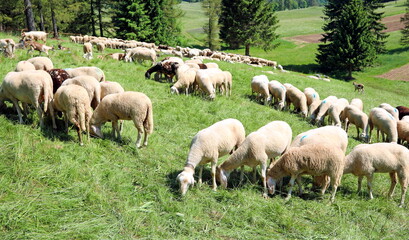 Obraz na płótnie Canvas sheep grazes on the mountain meadow