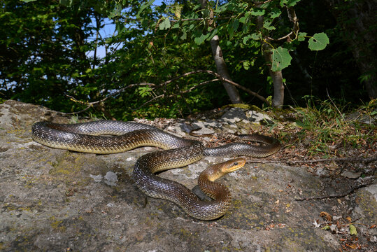 &Auml;skulapnatter // Aesculapian snake (Zamenis longissimus)