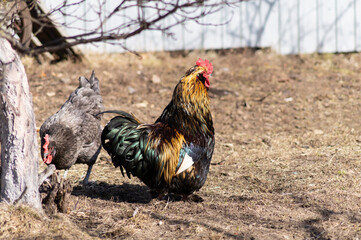 Beautiful rooster on the farm on a sunny day