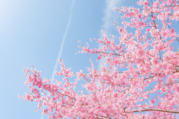 桜と青空