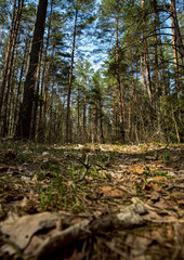 woodlands floor print poster photo forest land floor spring summer canvas