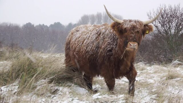 Grazing Highland cow walking towards the viewer in a snowy landscape	
