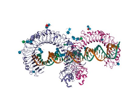 Mouse toll-like receptor 3 ectodomain homodimer complexed with double-stranded RNA, 3D cartoon model, white background