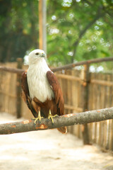 bird of prey