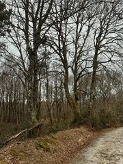 Árboles en un bosque típico de Galicia