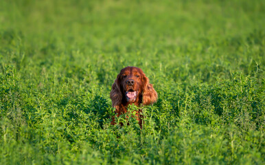 Smiling happy panting irish red setter pet dog hidden in the green grass. Peekaboo, peeking concept.