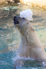 Obraz na płótnie Canvas polar bears frolic in the zoo pool, anticipating the approach of spring 