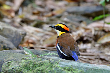 jewel of southern thailand green tropical forest brid living on its natural habitat on ground, banded pitta