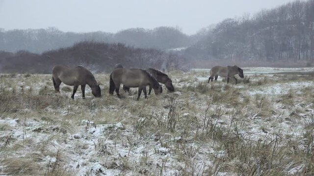 Group of Konik horses grazing during snowfall