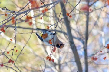 Hungry gray waxwings eagerly swallow last year's frozen apples 