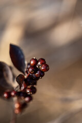 close up of berries