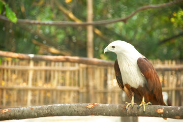 bird of prey