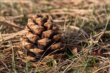pine cone on the ground