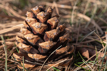 pine cone on the ground
