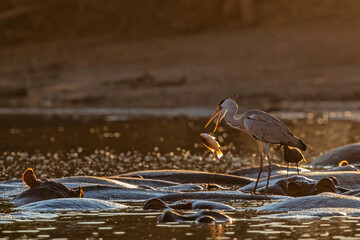 Grey heron (ardea cinerca) fishing from the back of a hippopotamus in a  lake with back lit in Mana Pools National Park in Zimbabwe