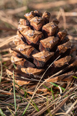 pine cone on the ground