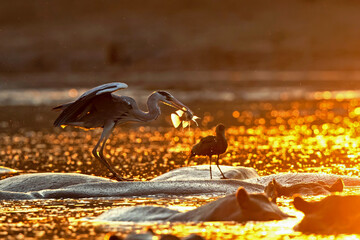 Grey heron (ardea cinerca) fishing from the back of a hippopotamus in a  lake with back lit in Mana Pools National Park in Zimbabwe