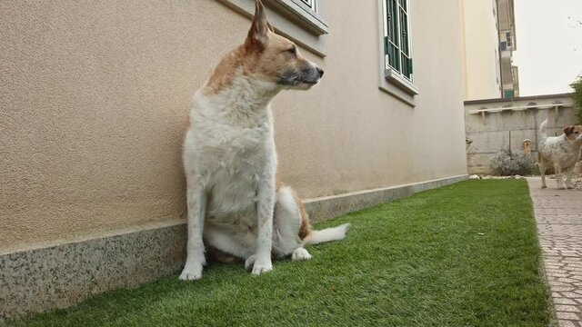 cani nel giardino si rilassano