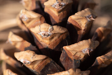 close up of pine cone