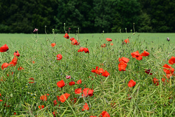 Landschaft mit roten Mohnblüten