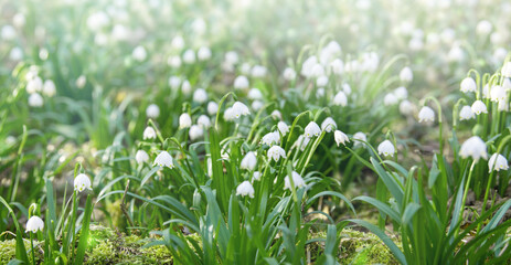 Hintergrund / Banner: tausende Märzenbecher (Frühlingsknotenblumen bzw. große Schneeglöckchen) auf einer Waldlichtung