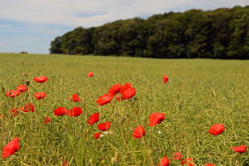 Landschaft mit roten Mohnblüten