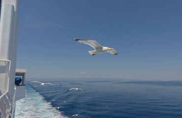 Seagull in flight over the Mediterranean sea