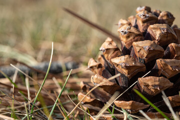 close up of a pine cone