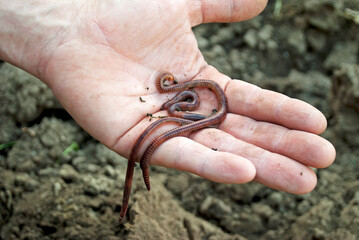Earthworms in a male hand. A man dug earthworms from the earth.