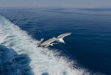 Fototapeta na wymiar Seagull in flight over the Mediterranean sea