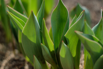 Tulip leaves 