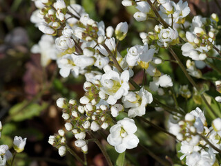 (Arabis caucasica 'Plena') Arabettes du Causase à fleurs doubles ou corbeille d'argent à pétales en grappes blanches aux feuilles obovales et dentées en rosette, pelucheux gris-vert