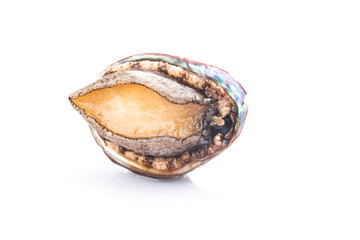 Raw abalones on the white background